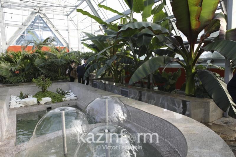 Астананың ботаникалық бағында тропикалық жемістер пісіп жатыр