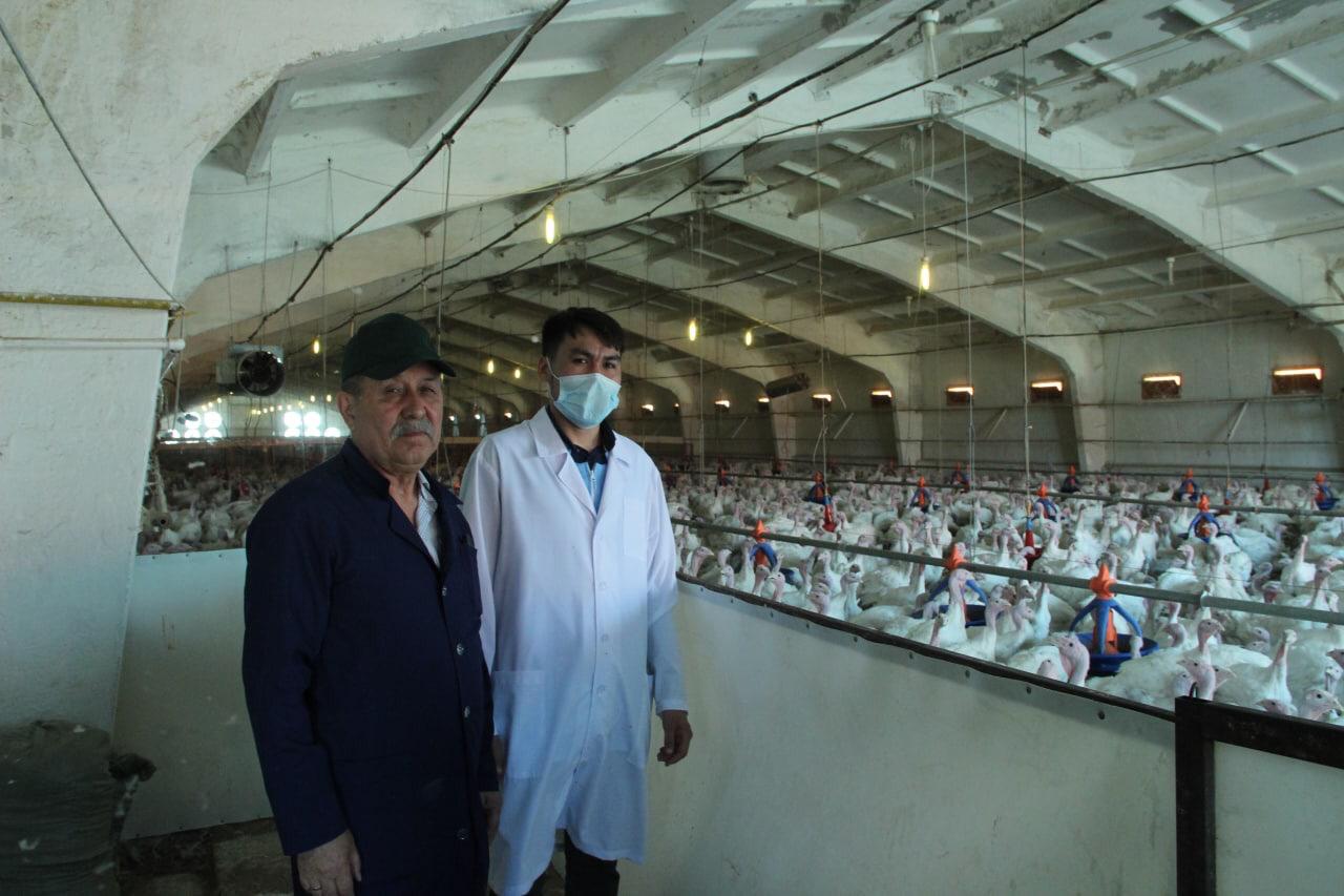 «QMDB halal»: Елімізде алғаш рет күркетауық фабрикасы тексерілді