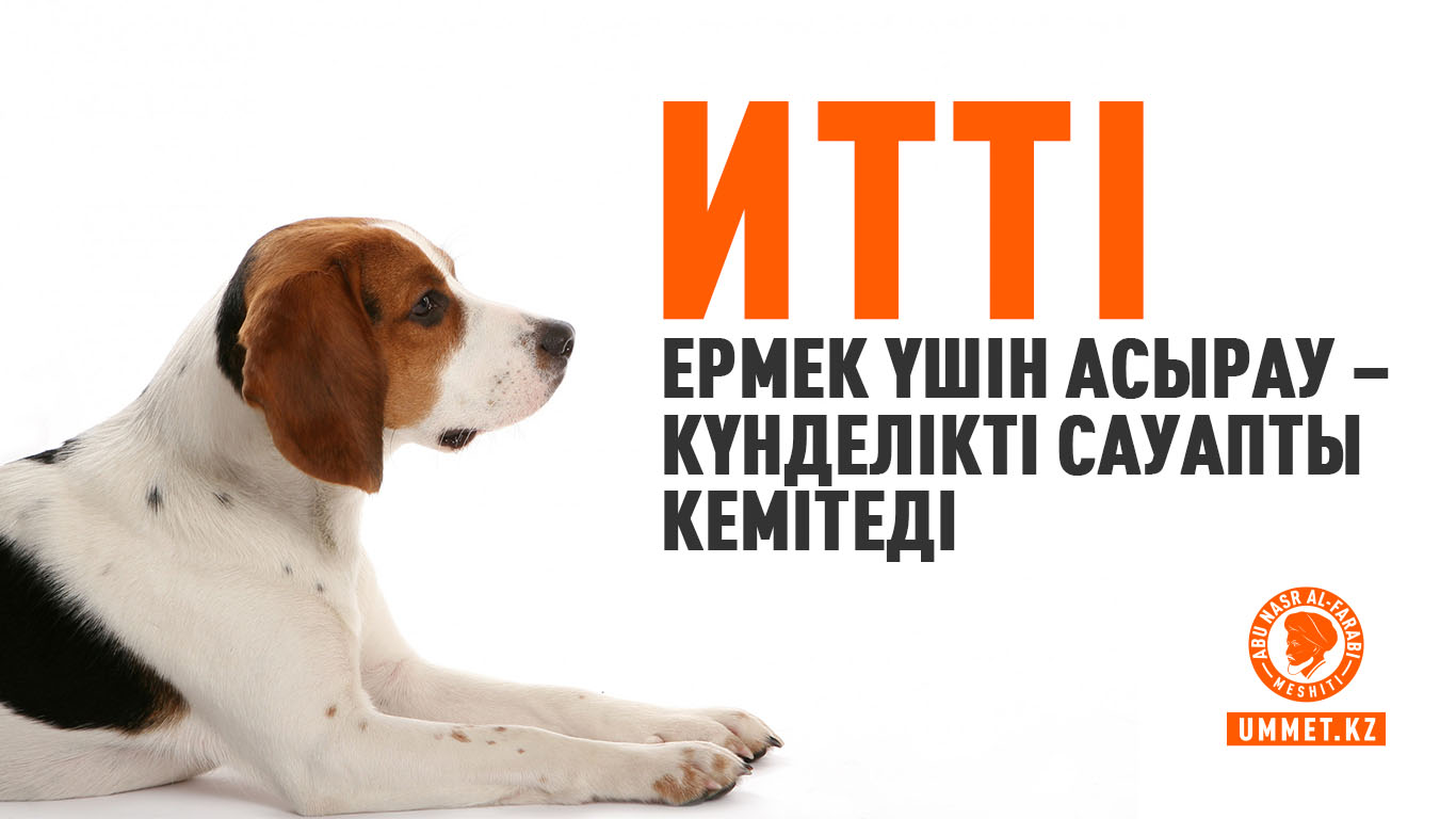 Итті ермек үшін асырау – күнделікті сауапты кемітеді