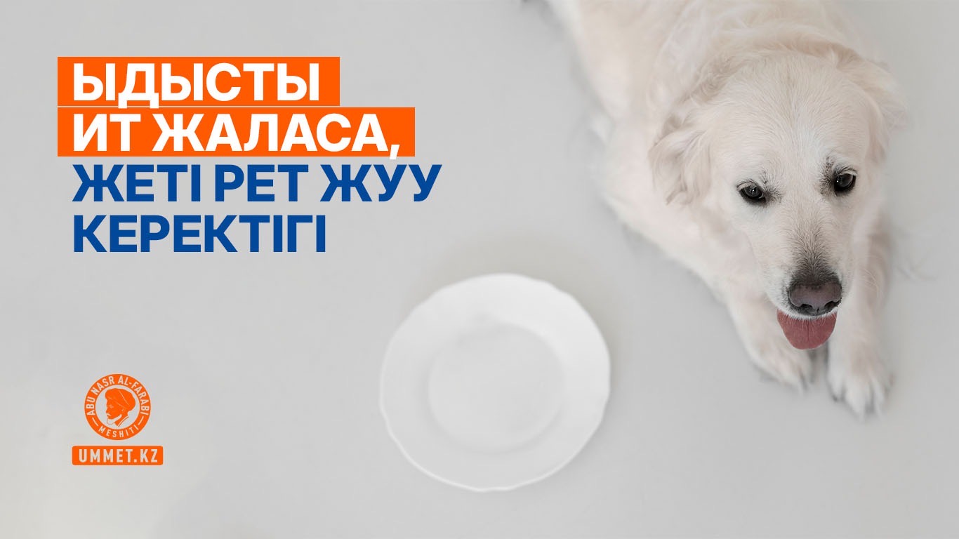 Ыдысты ит жаласа, жеті рет жуу керектігі